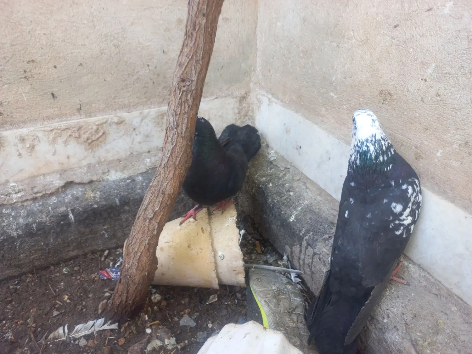 کبوتر|پرنده|اردستان, |دیوار