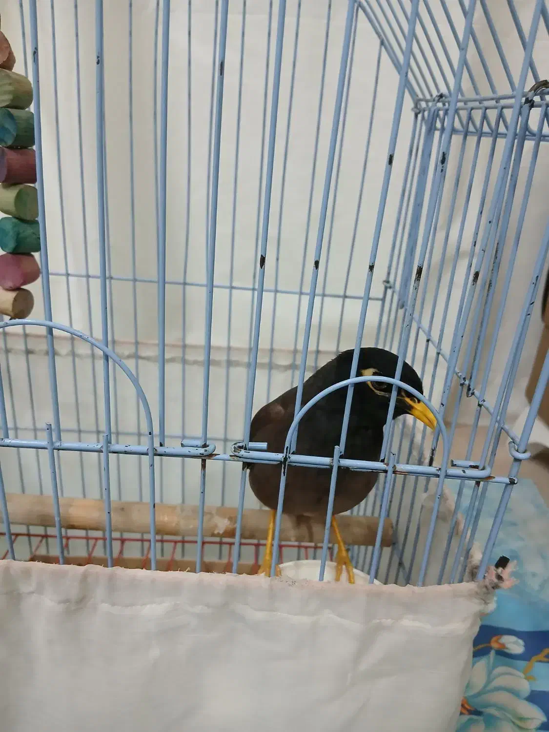 مرغ مینا|پرنده|اردبیل, |دیوار