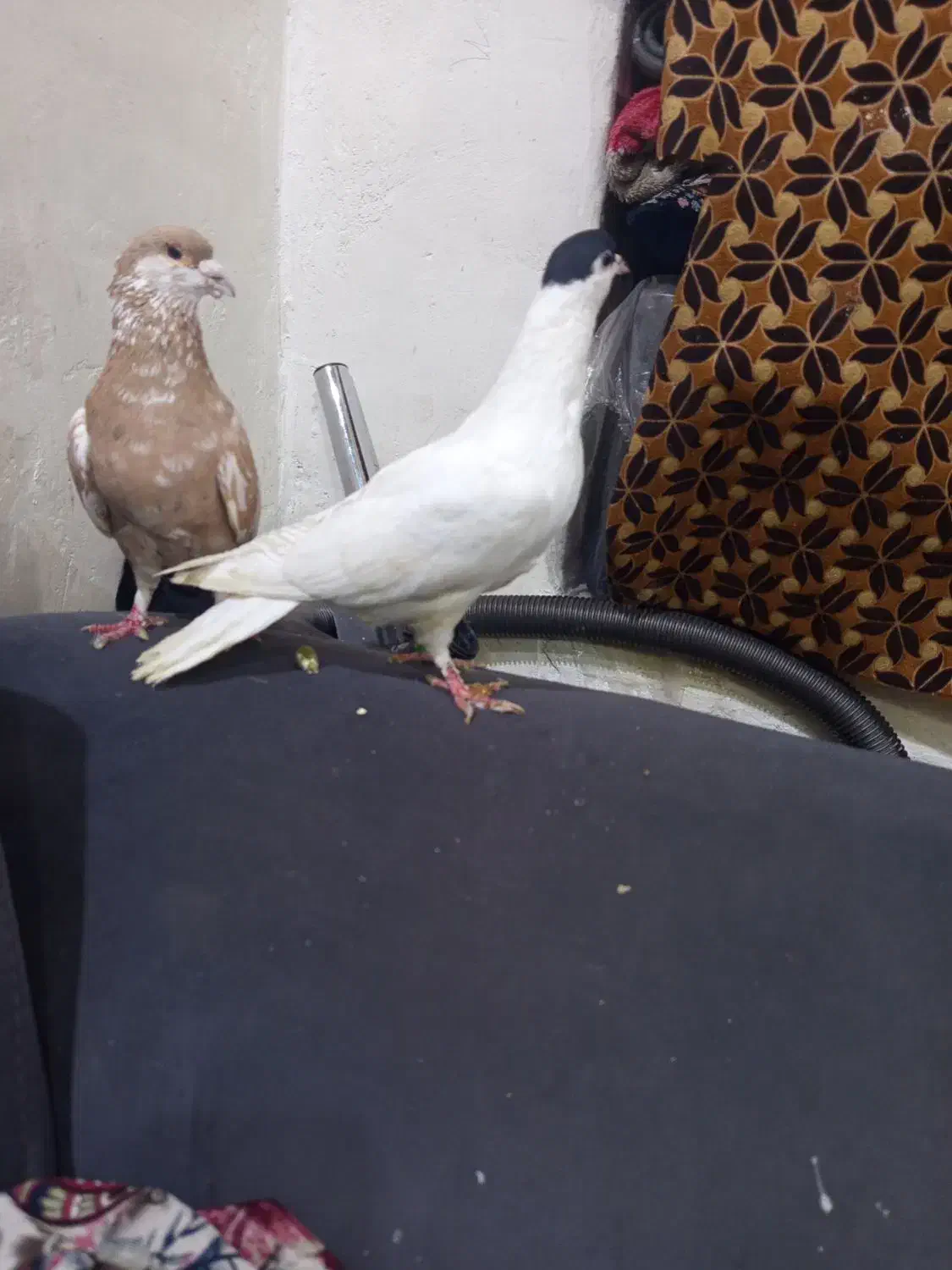 طاقی|پرنده|آران و بیدگل, |دیوار