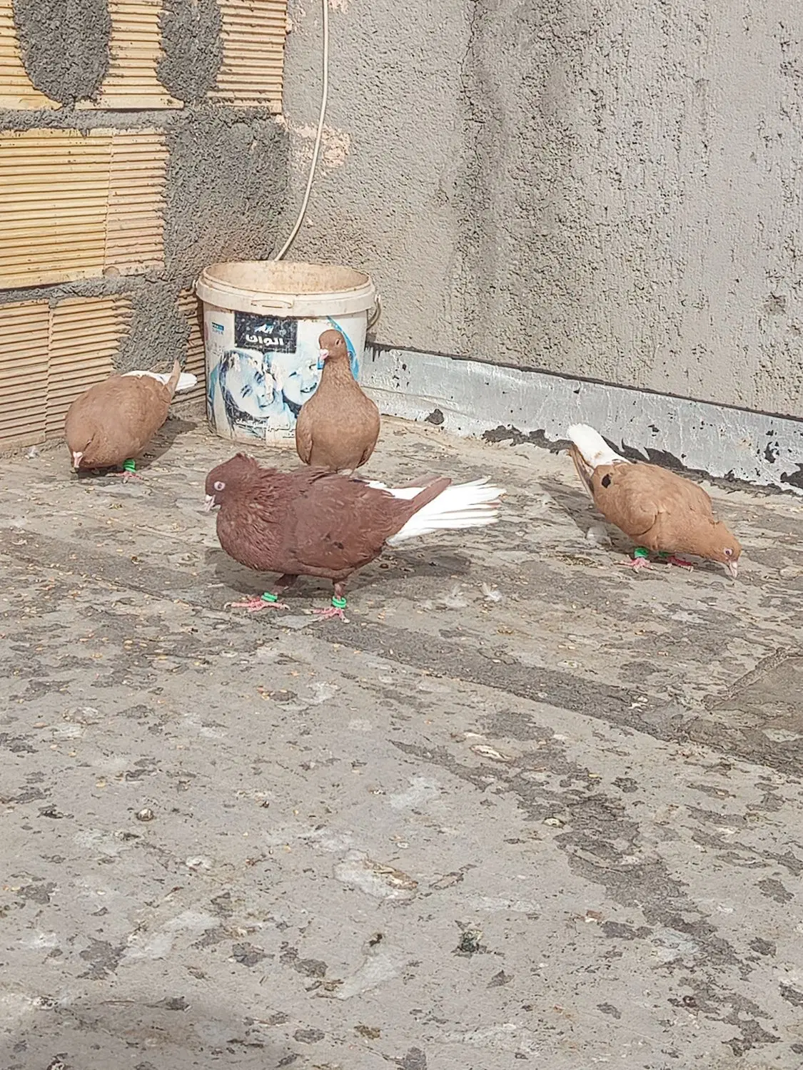دم سفید|پرنده|نیشابور, جمهوری|دیوار