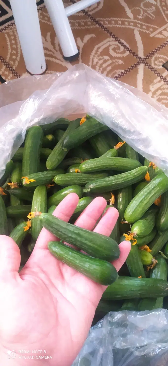 خیار ریز|خوردنی و آشامیدنی|لردگان, |دیوار