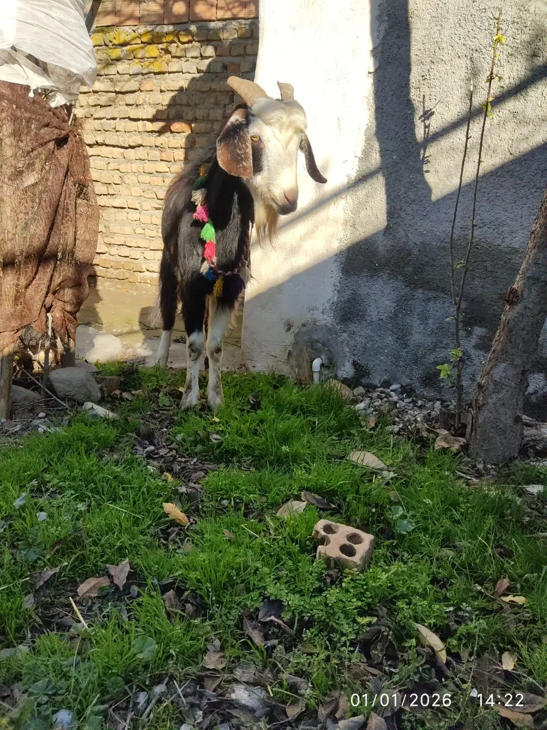 بز ماده|حیوانات مزرعه|گرگان, |دیوار