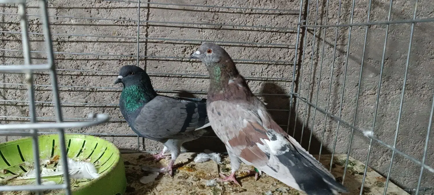 کفتر|پرنده|اردکان, |دیوار