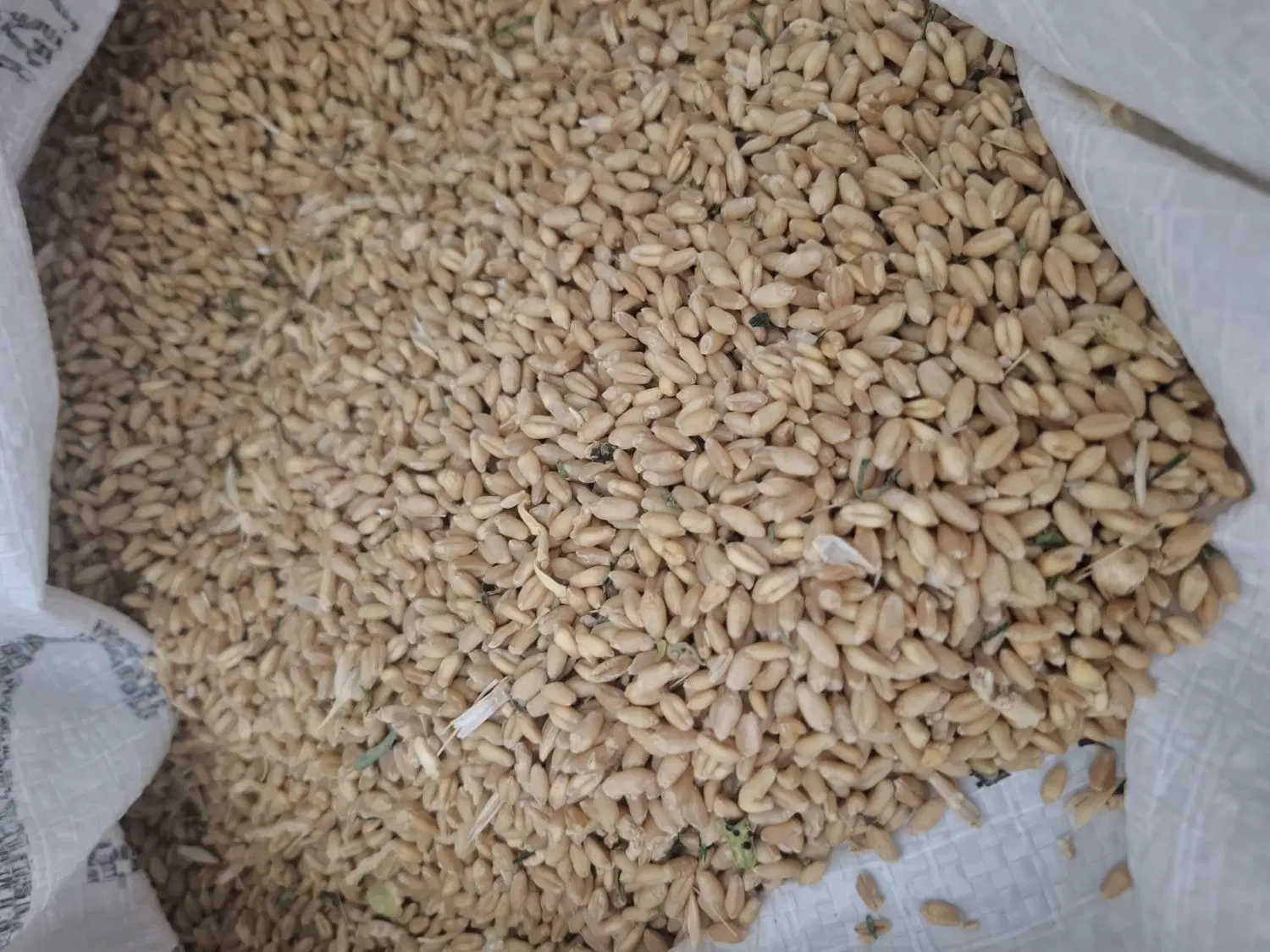 گندم|خوردنی و آشامیدنی|اصفهان, شیخ طوسی|دیوار