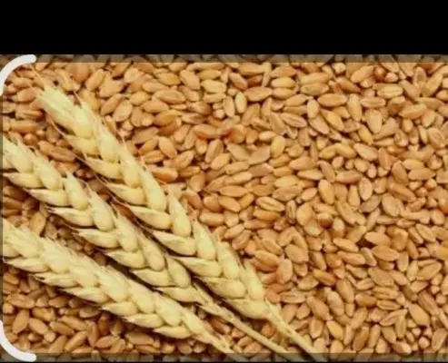 گندم|گل و گیاه طبیعی|کنگاور, |دیوار