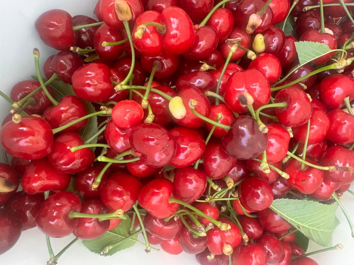 گیلاس|خوردنی و آشامیدنی|نیشابور, کلاغان|دیوار