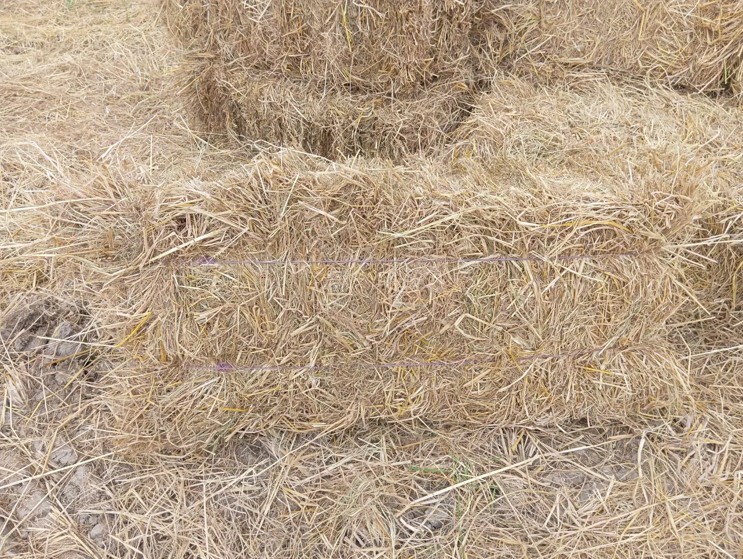 سرچینه|لوازم جانبی حیوانات|شاندرمن, |دیوار