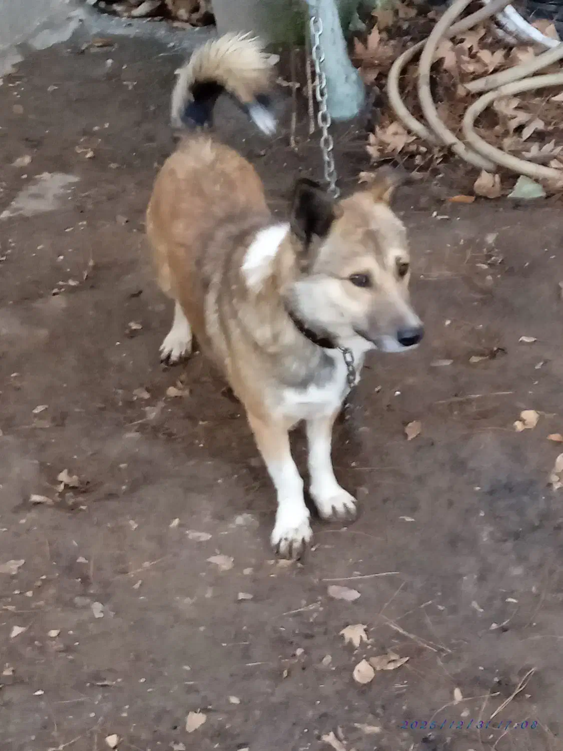 حیوانات|سگ|کرمانشاه, |دیوار