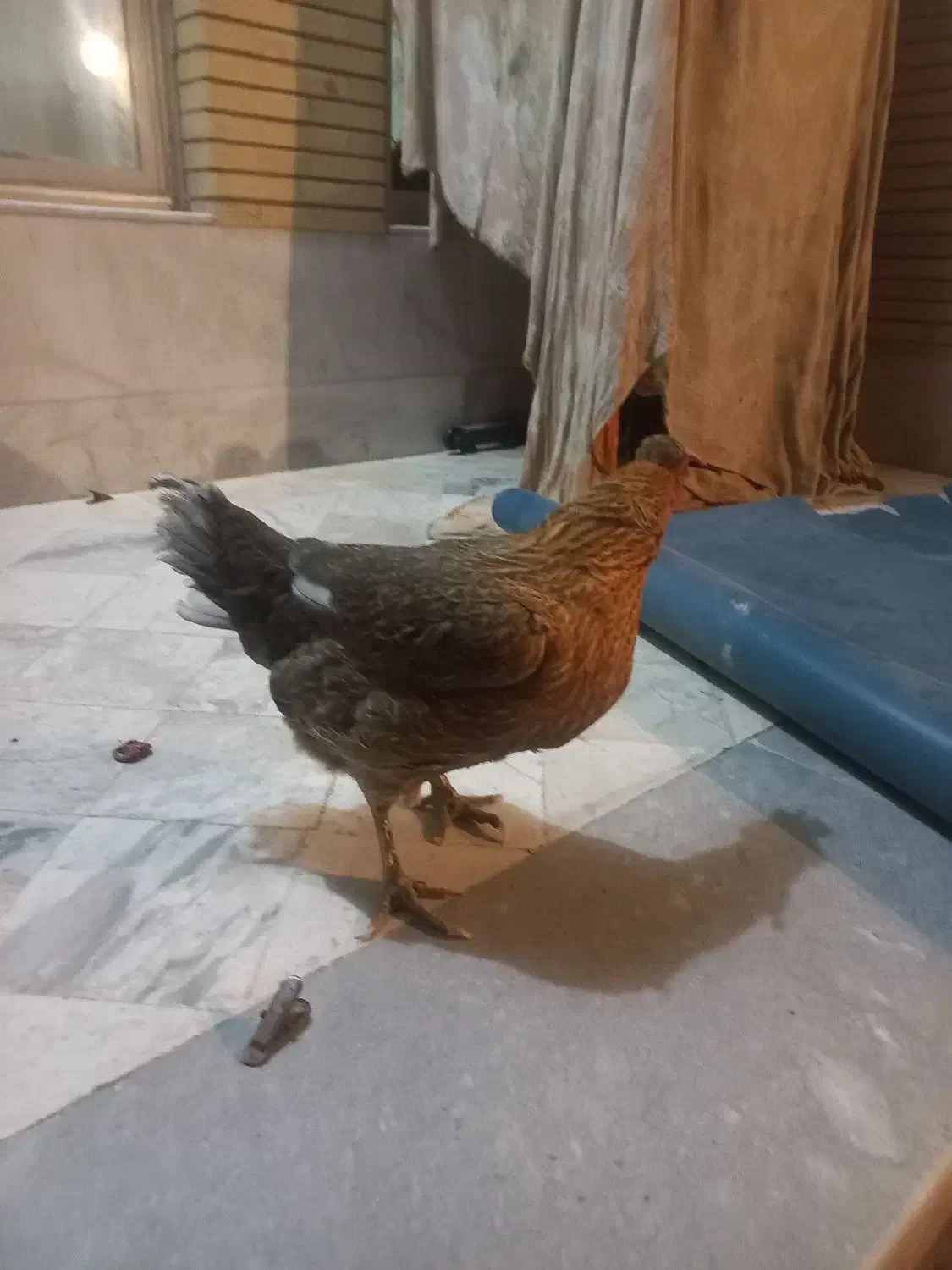 مرغ|حیوانات مزرعه|خمینی‌شهر, |دیوار