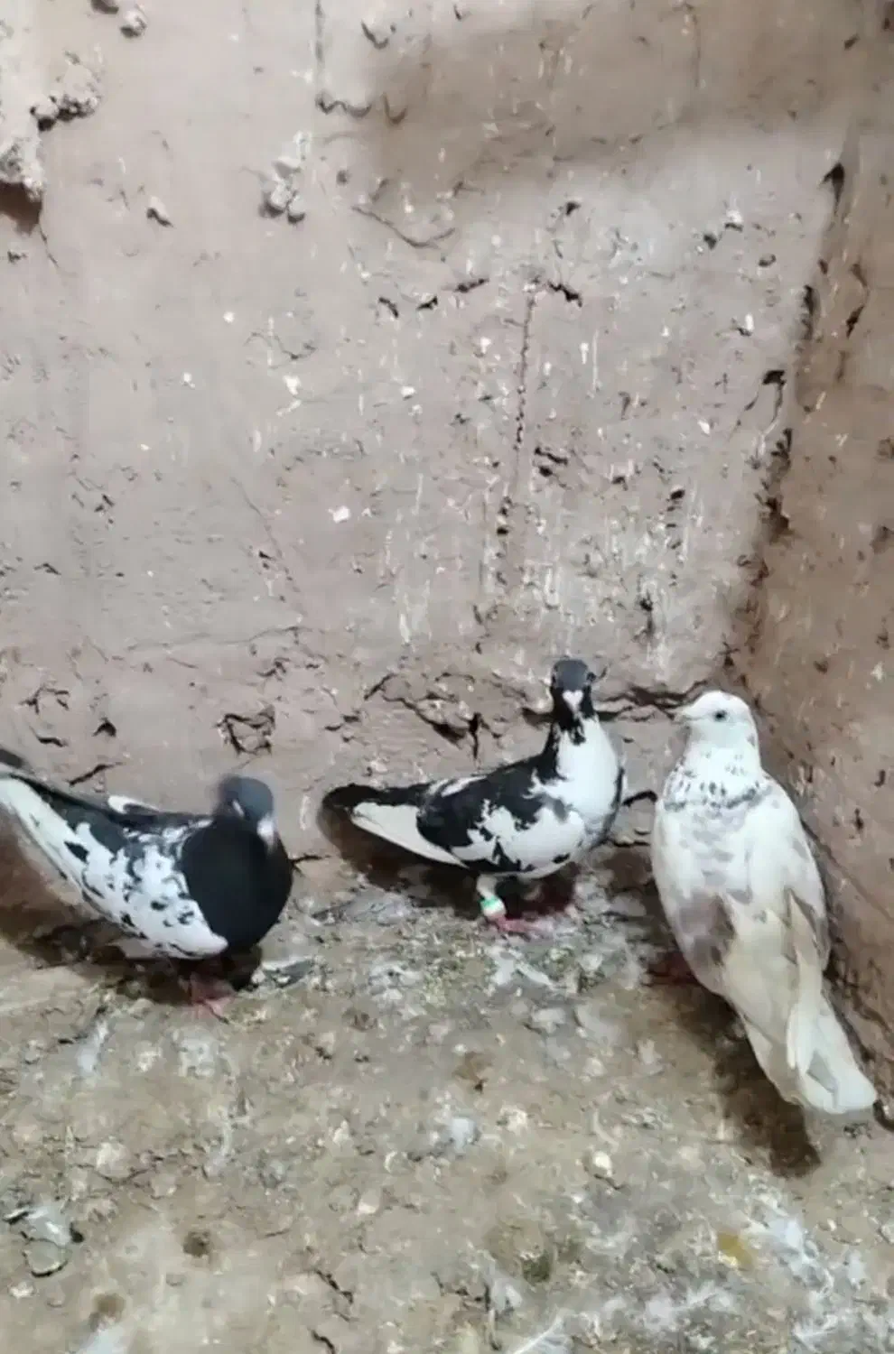 کفتر|پرنده|نیشابور, مازول|دیوار