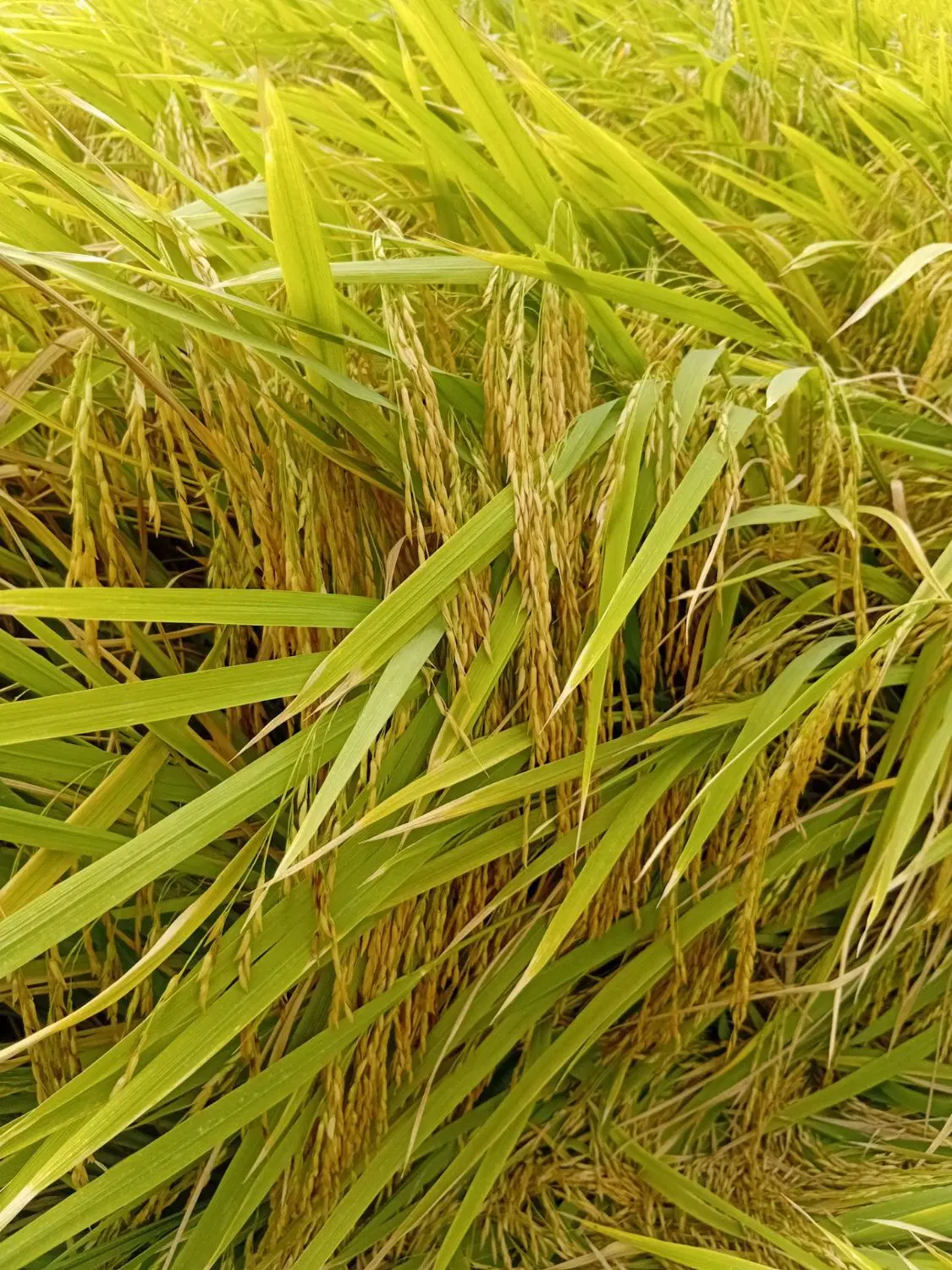 شالی|خوردنی و آشامیدنی|آق قلا, |دیوار