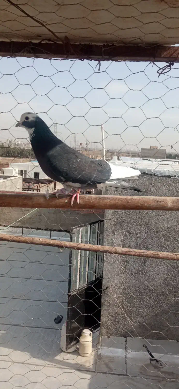کبوتر۵تا|پرنده|نسیمشهر, |دیوار