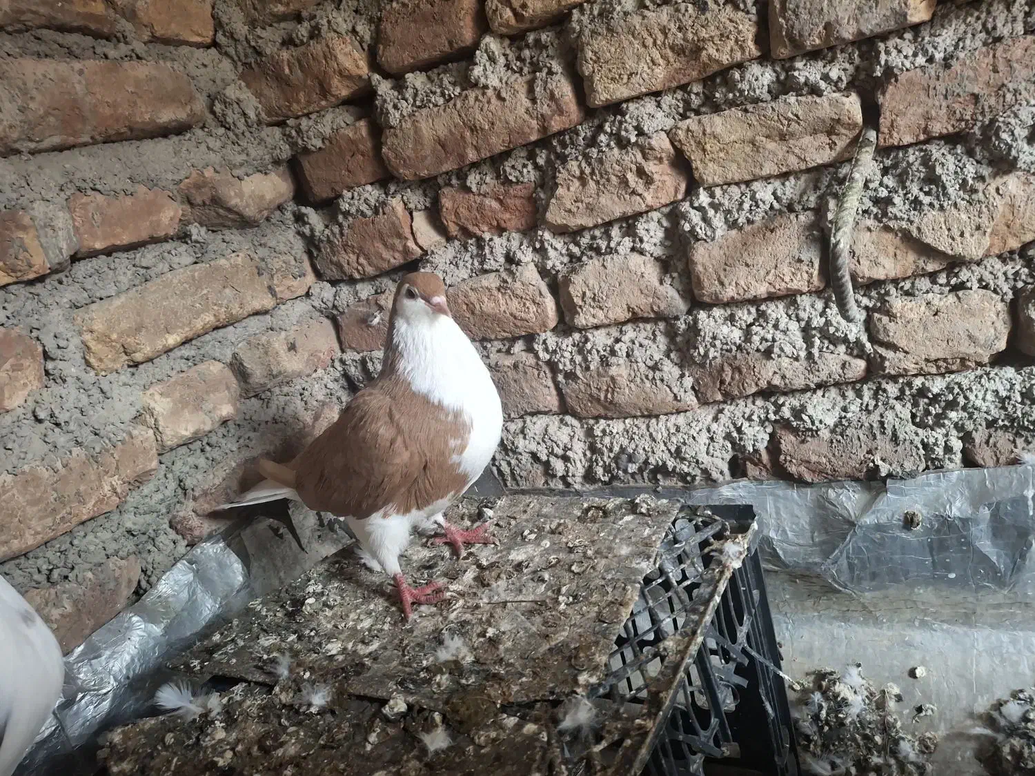 یک جفت ساده|پرنده|صادق آباد, |دیوار