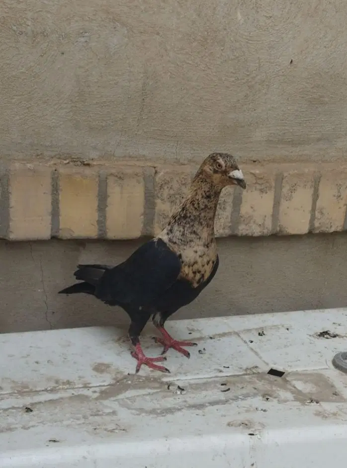 کفتر|پرنده|گلبهار, شهر جدید گلبهار|دیوار