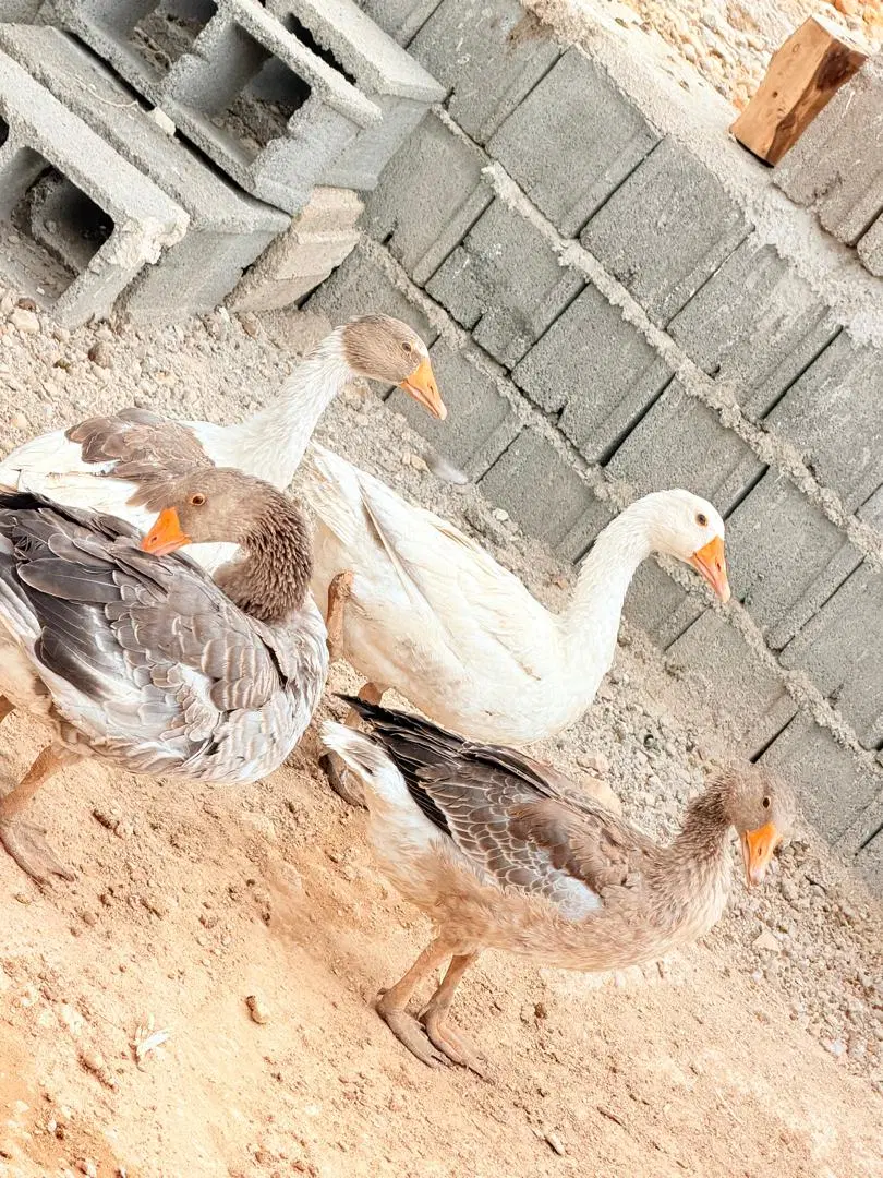 غاز|حیوانات مزرعه|یاسوج, |دیوار