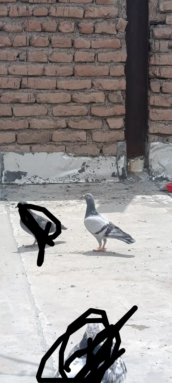 دوبر گو|پرنده|اردبیل, |دیوار