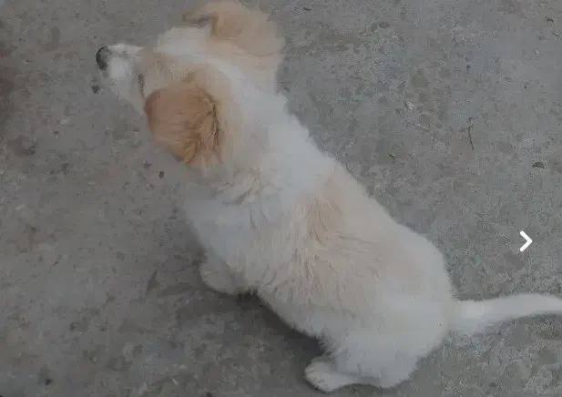 سگ پاکوتاه|سگ|آستانه اشرفیه, |دیوار