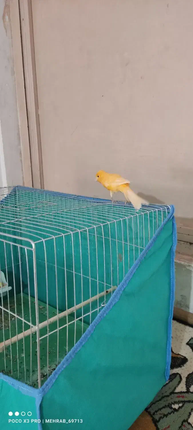 قناری نر و ماده سوپر،رسمی،سرخ،سفید|پرنده|خرم‌آباد, |دیوار