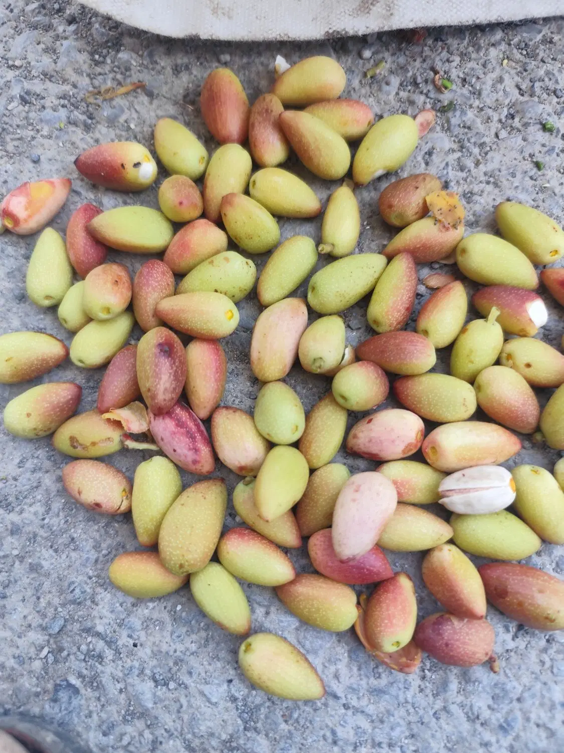 پسته|خوردنی و آشامیدنی|تربت جام, حافظ|دیوار