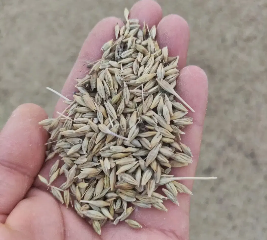 جو گندم|خوردنی و آشامیدنی|شیراز, انجیره|دیوار