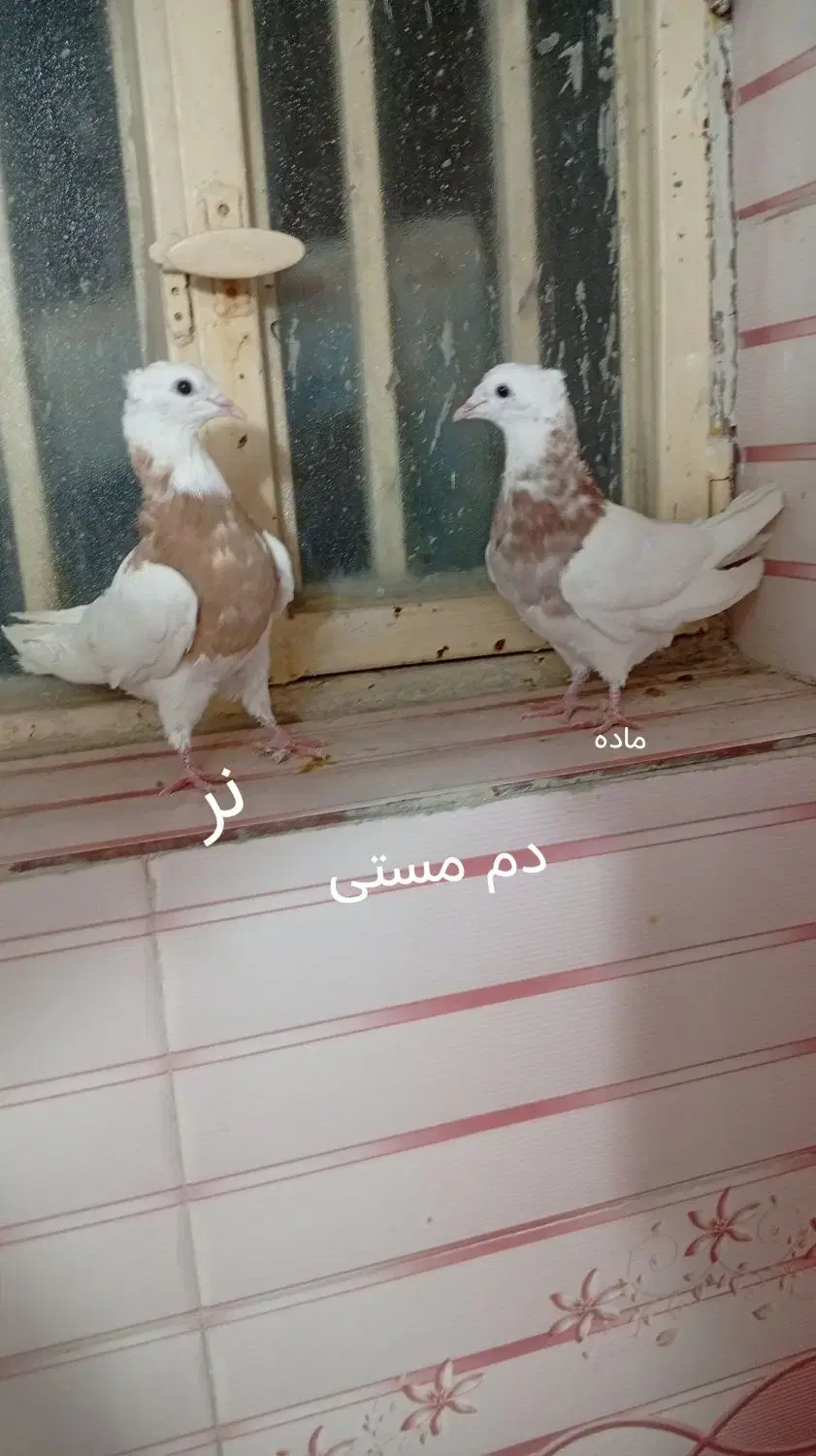 طوقی|پرنده|لنجان, |دیوار