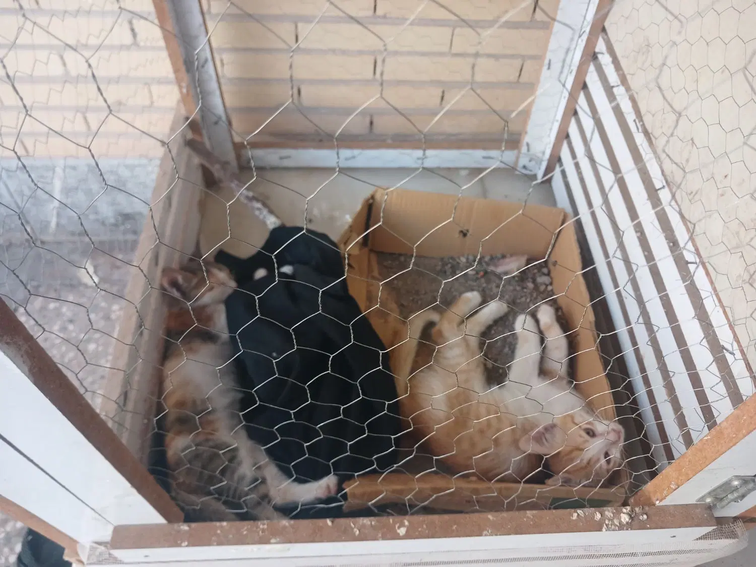 گربه|گربه|رفسنجان, |دیوار