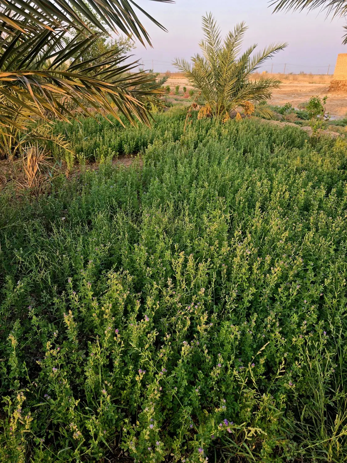 یونجه|عمده‌فروشی|آبادان, |دیوار