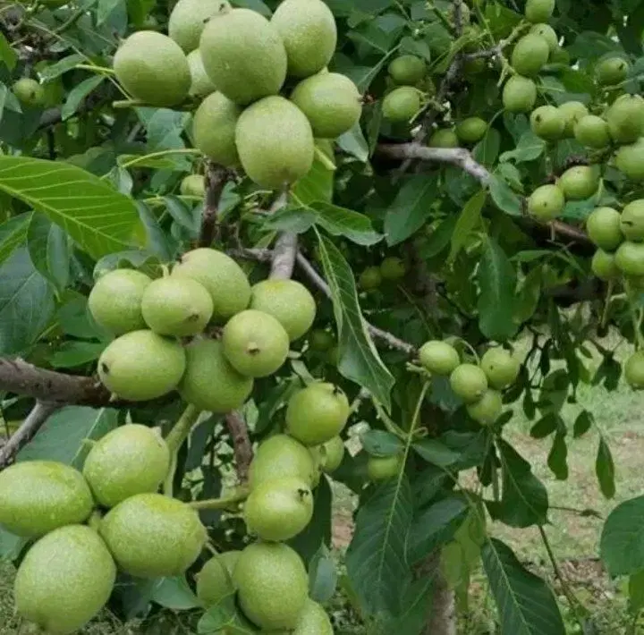 گردوسبز|خوردنی و آشامیدنی|کاشان, زیارتی|دیوار