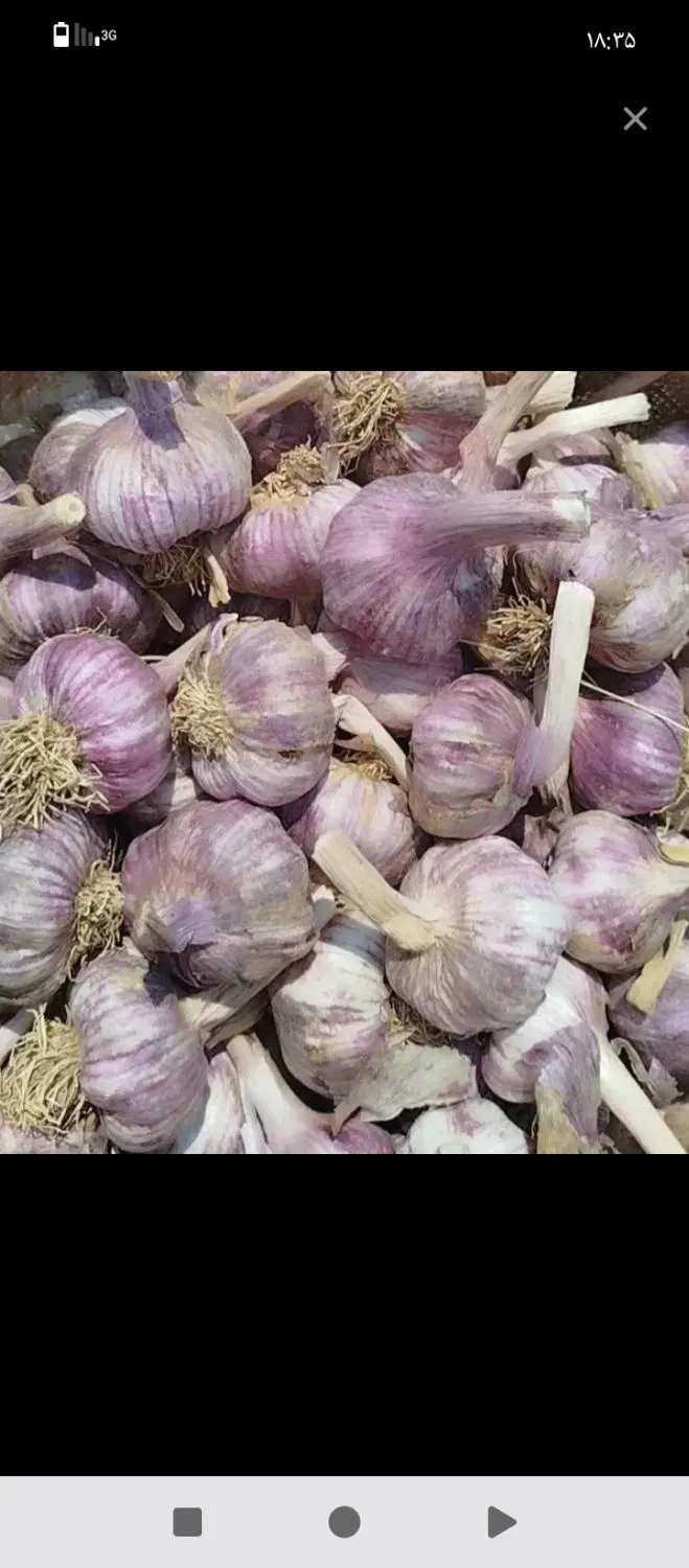 سیر|خوردنی و آشامیدنی|میاندوآب, |دیوار