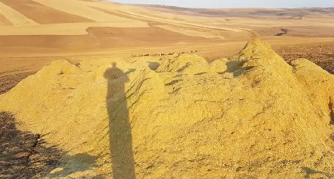 کاه عدس|لوازم جانبی حیوانات|چنارود, |دیوار