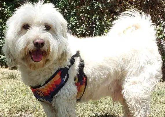 گمشده|حیوانات|شیراز, سلطان آباد|دیوار