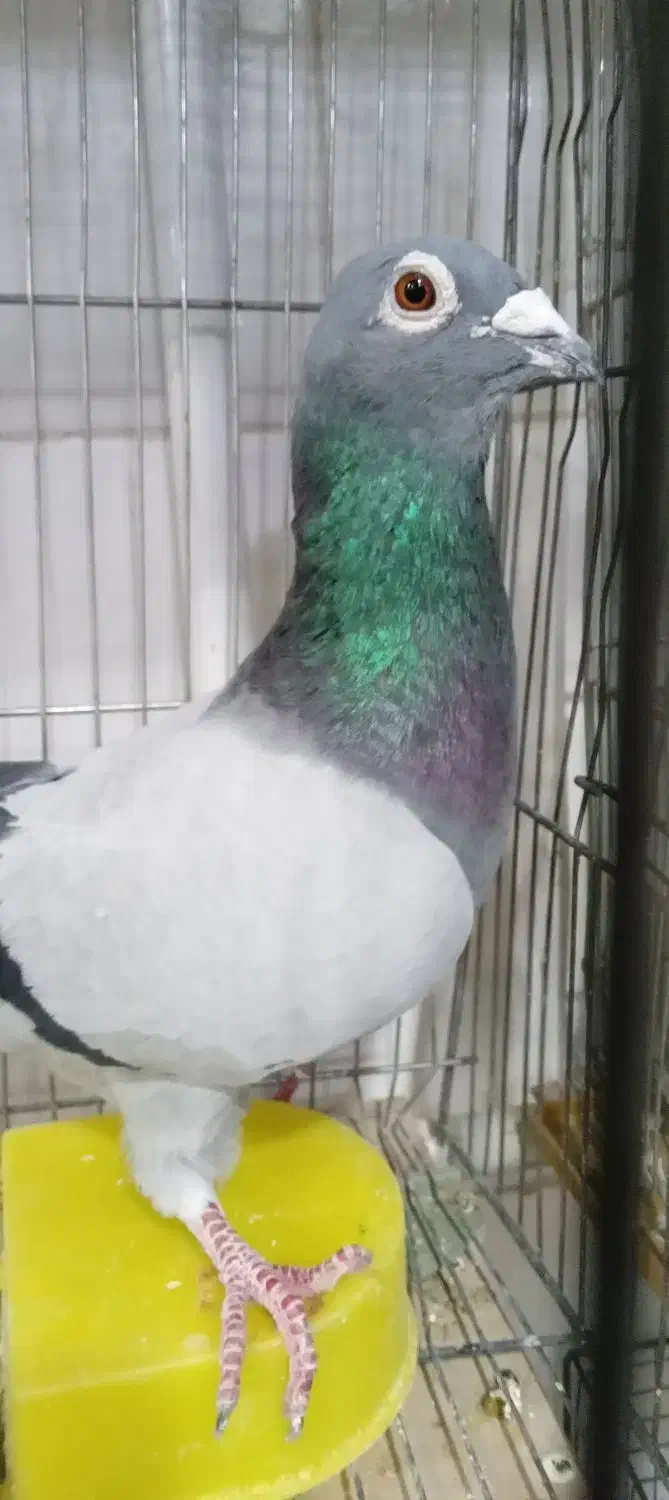 کفتر|پرنده|قم, شهرک فاطمیه|دیوار