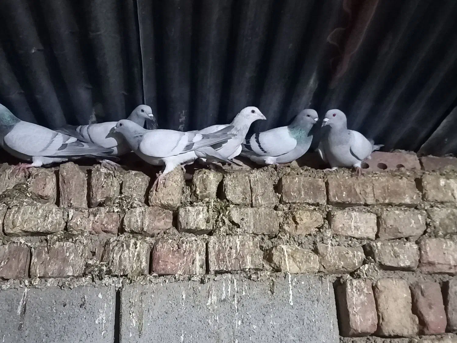 کبوتر|پرنده|نیشابور, مازول|دیوار