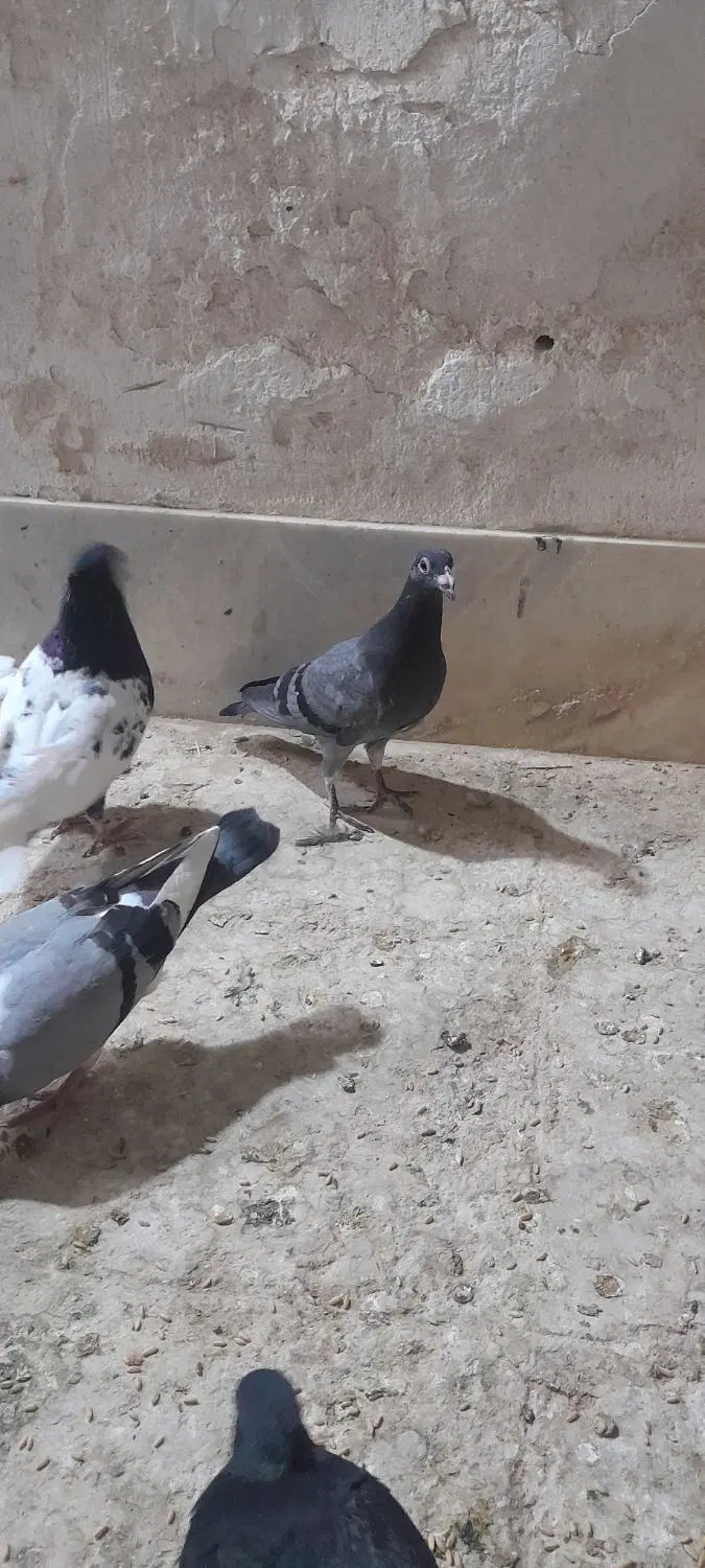 جوجه|پرنده|اردکان, |دیوار