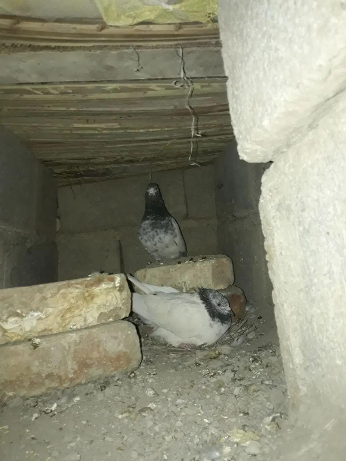 کفتر|پرنده|ایرانشهر, |دیوار