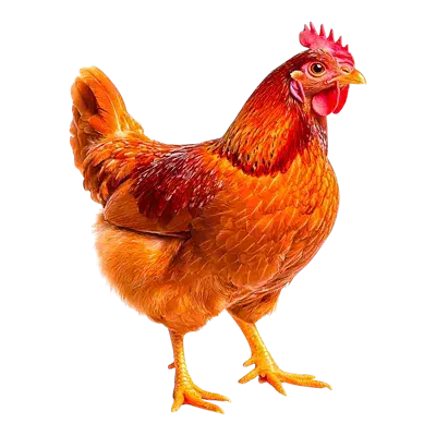 مرغ محلی|حیوانات مزرعه|بیرجند, |دیوار