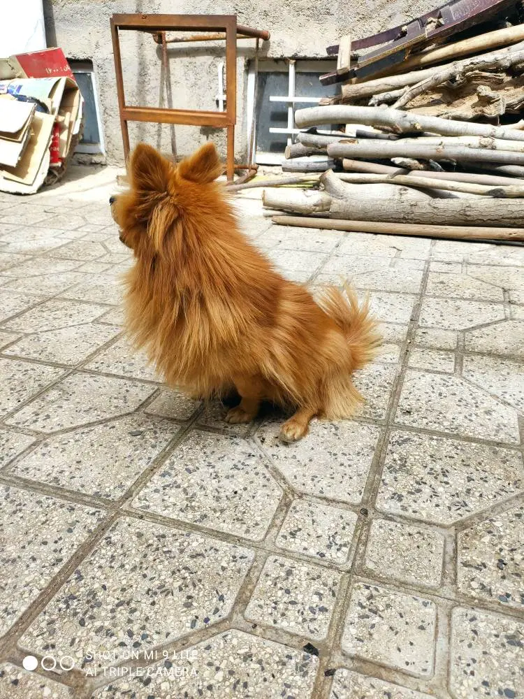 سگ پامر|سگ|زنجان, |دیوار