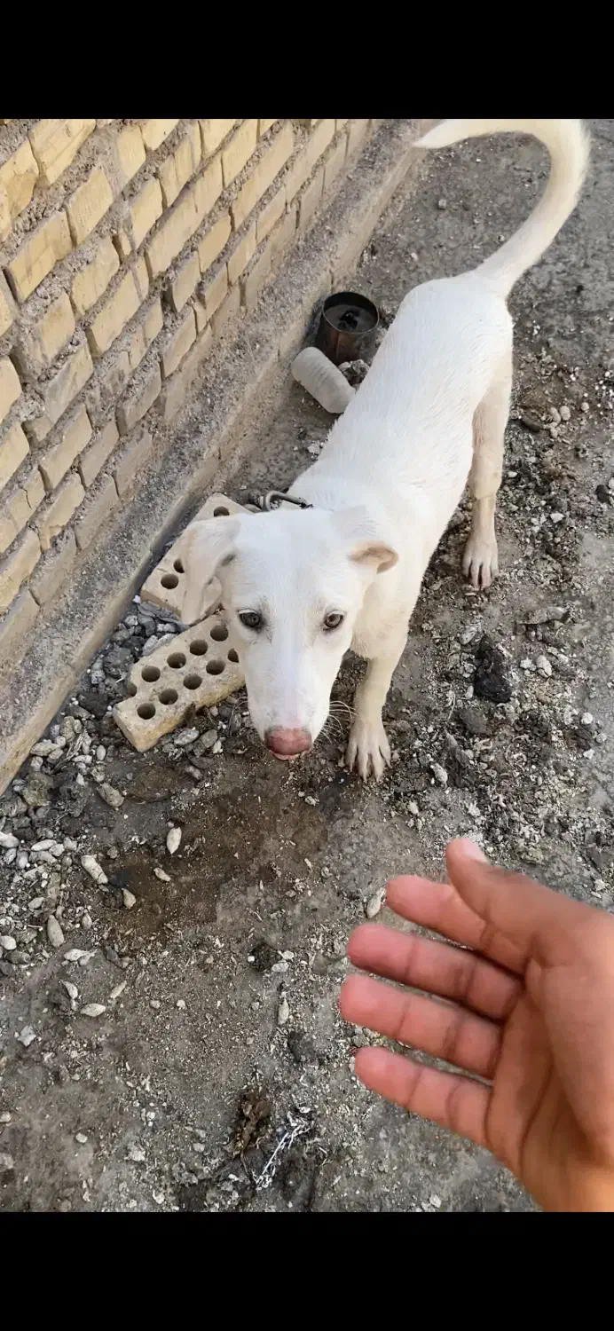 سگ گم شده|حیوانات|اهواز, شهرک اکباتان|دیوار