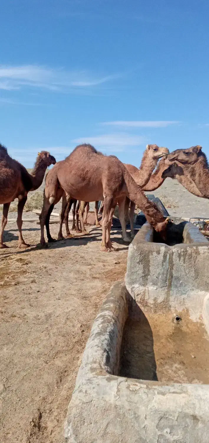 شتر|حیوانات مزرعه|نهبندان, |دیوار