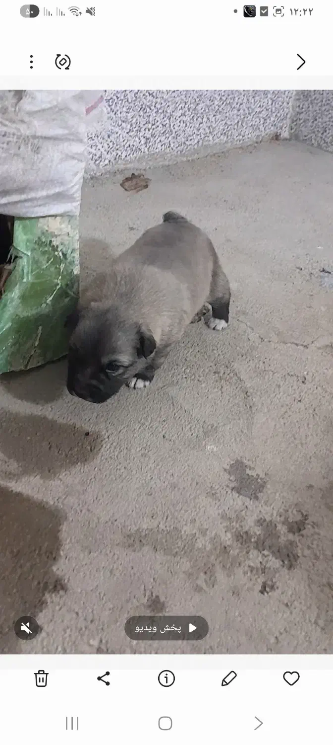 توله البای|سگ|بیجار, |دیوار