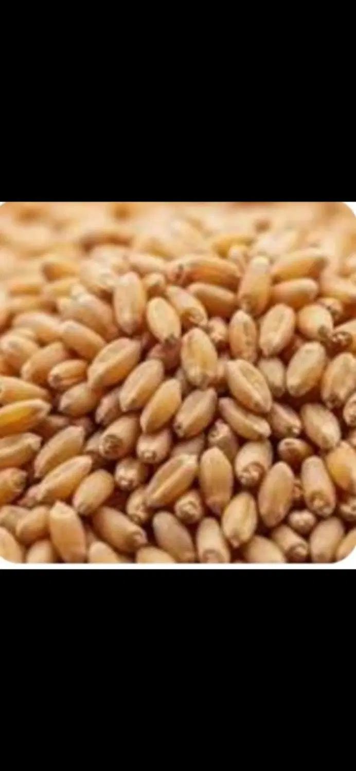 گندم بذری|خدمات باغبانی و درختکاری|رامهرمز, |دیوار