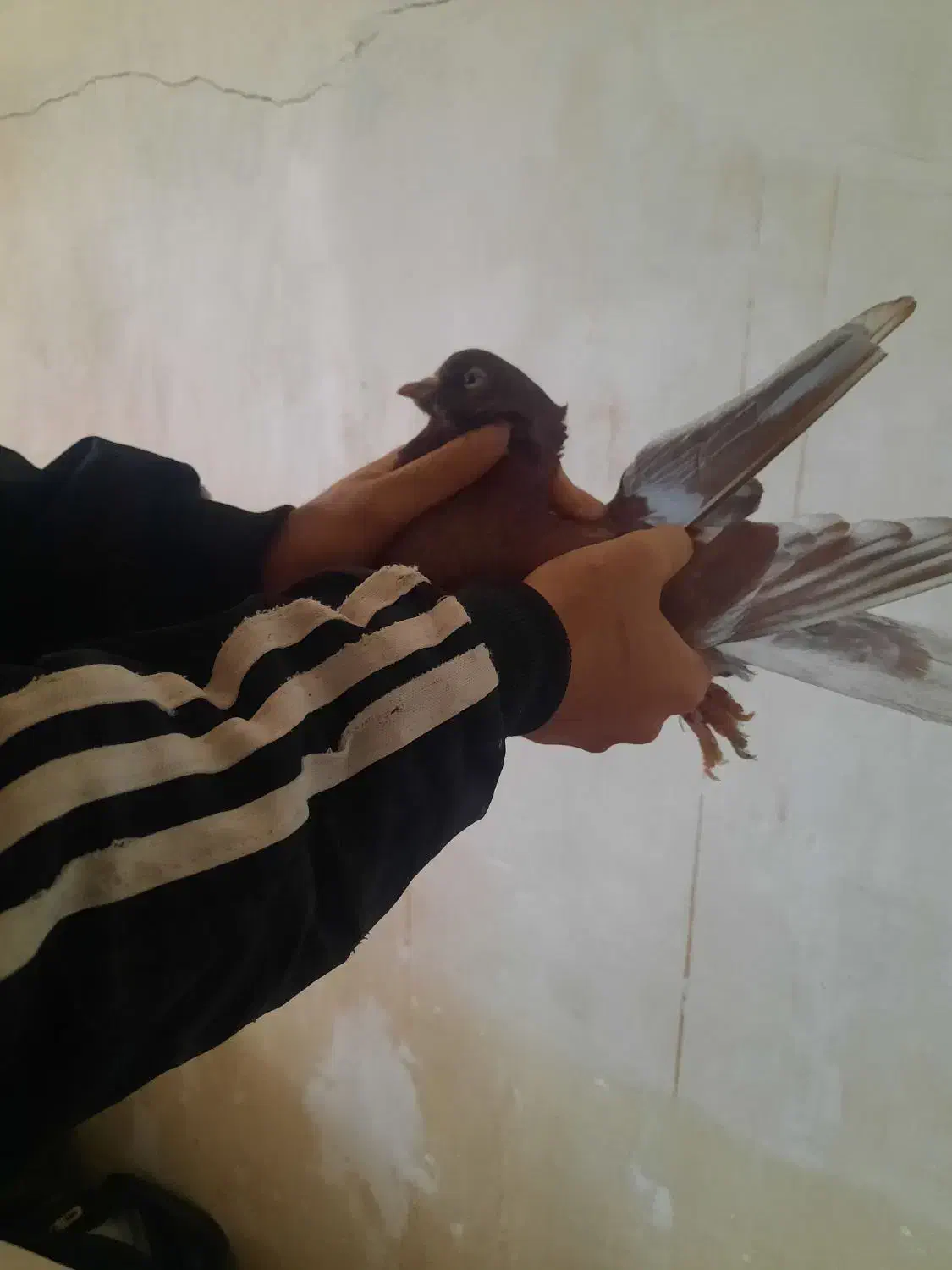 به ضمانت|حراج|مزرعه کتول, |دیوار