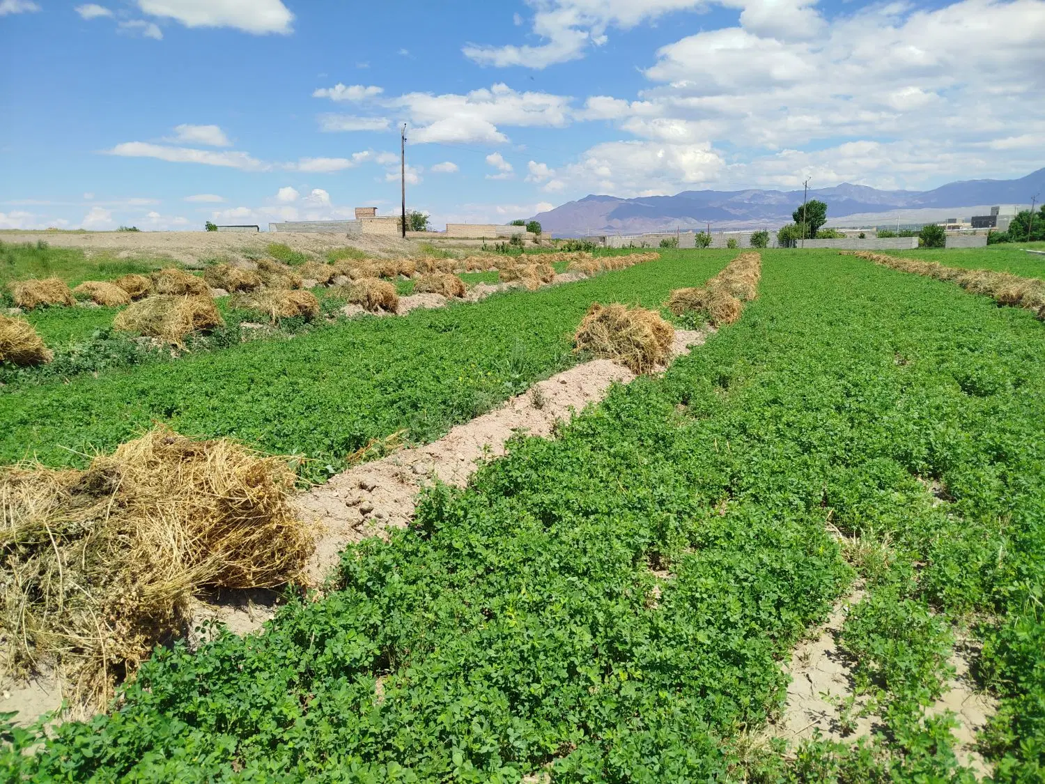 یونجه|خدمات باغبانی و درختکاری|خوی, |دیوار