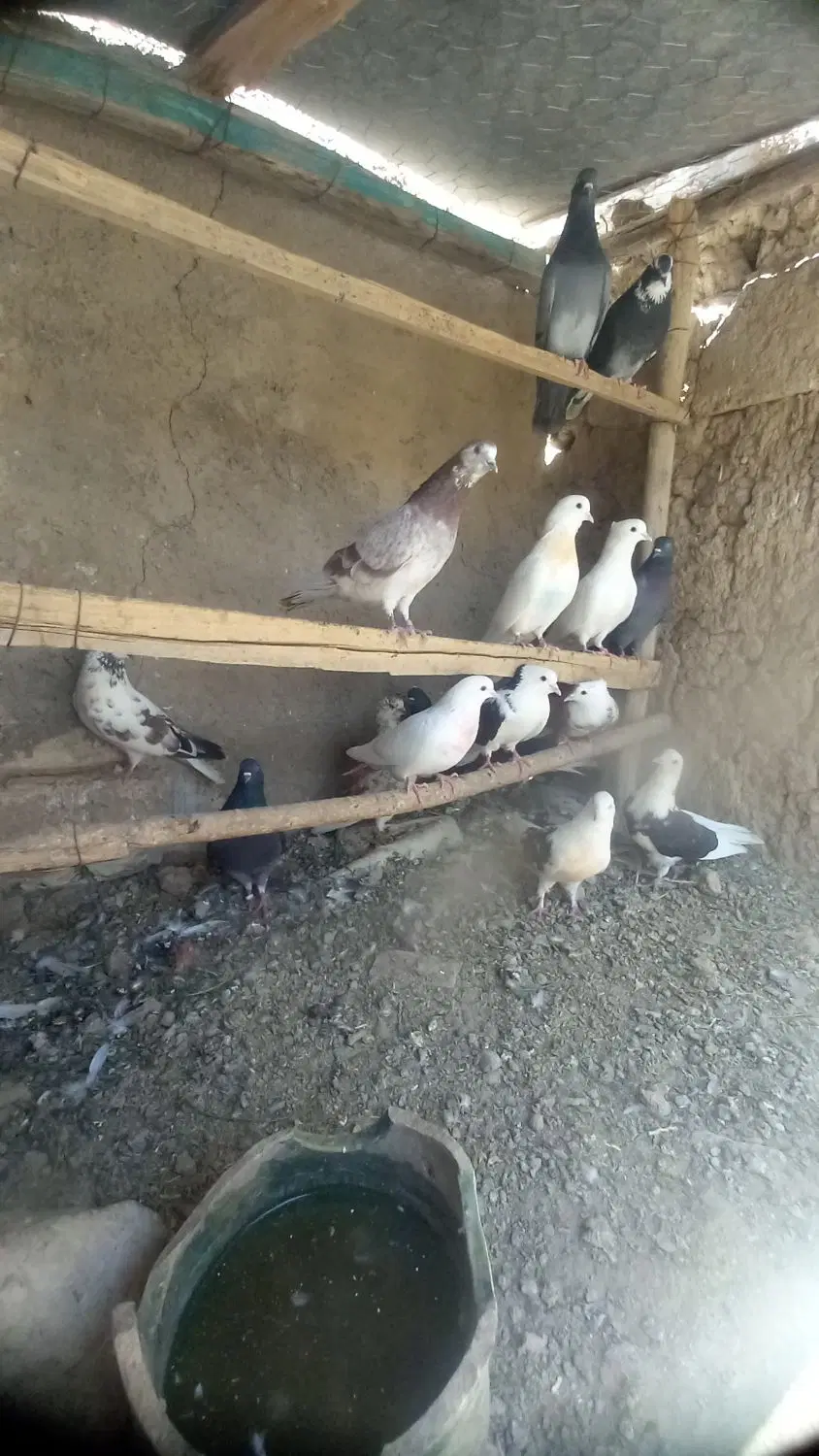 کفتر|پرنده|نهاوند, |دیوار
