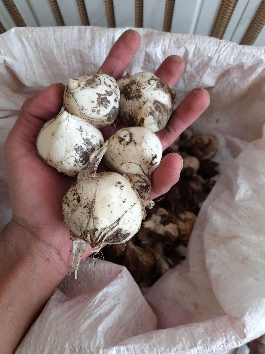 موسیر..لیز|خوردنی و آشامیدنی|ازنا, |دیوار