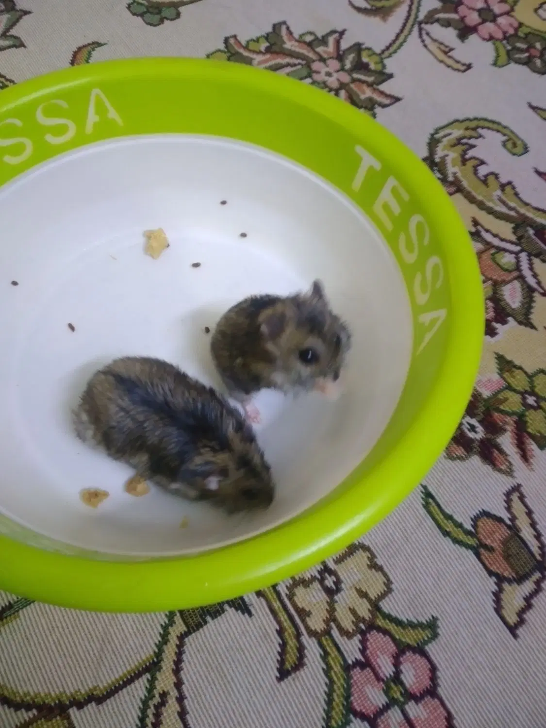 همستر|موش و خرگوش|کرج, حسین‌آباد|دیوار