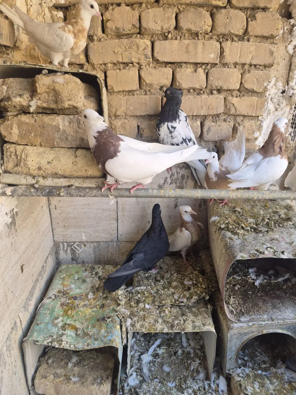 طوقی|پرنده|بهمن صغاد, |دیوار