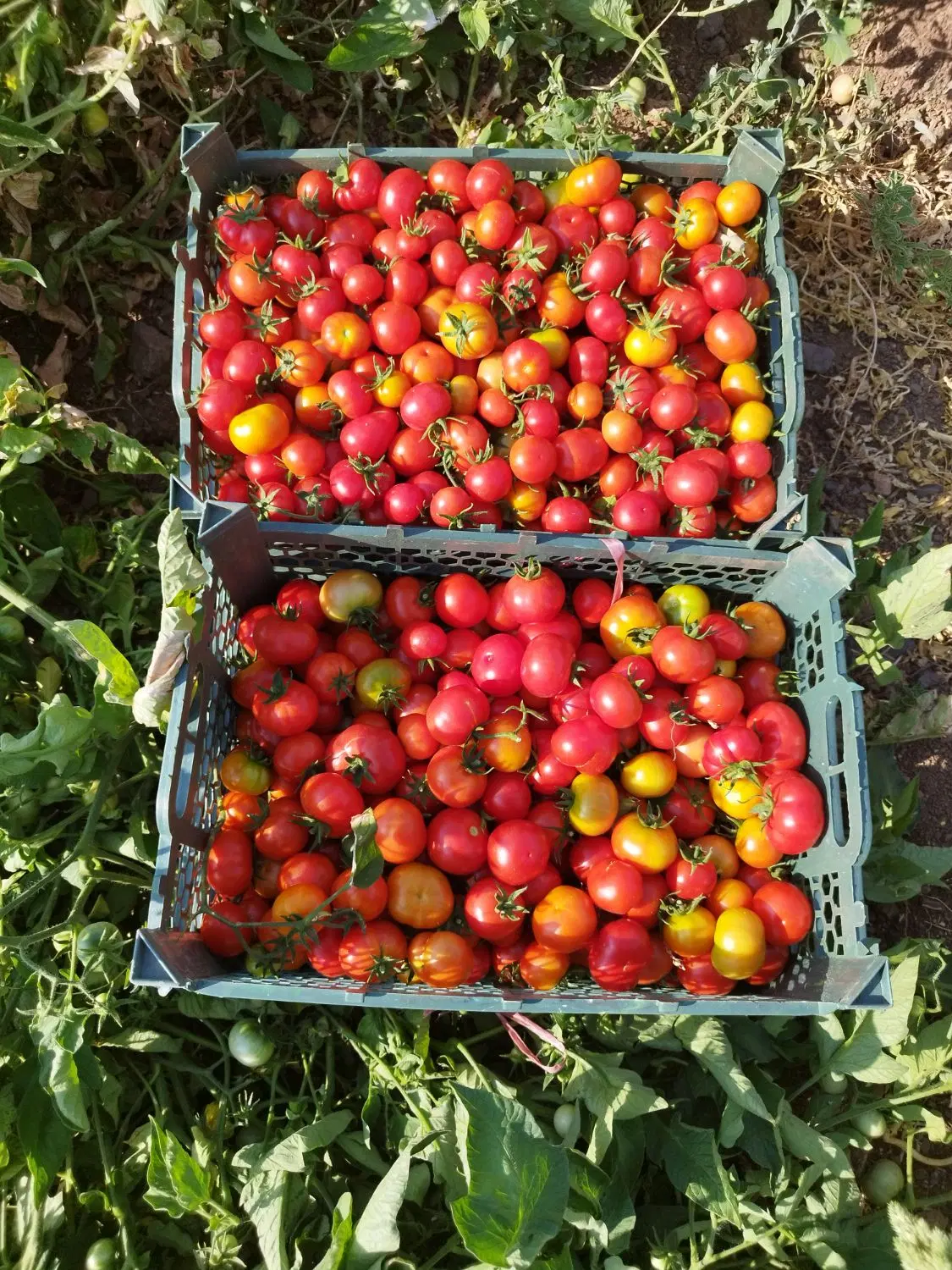 گوجه|خوردنی و آشامیدنی|کامیاران, |دیوار