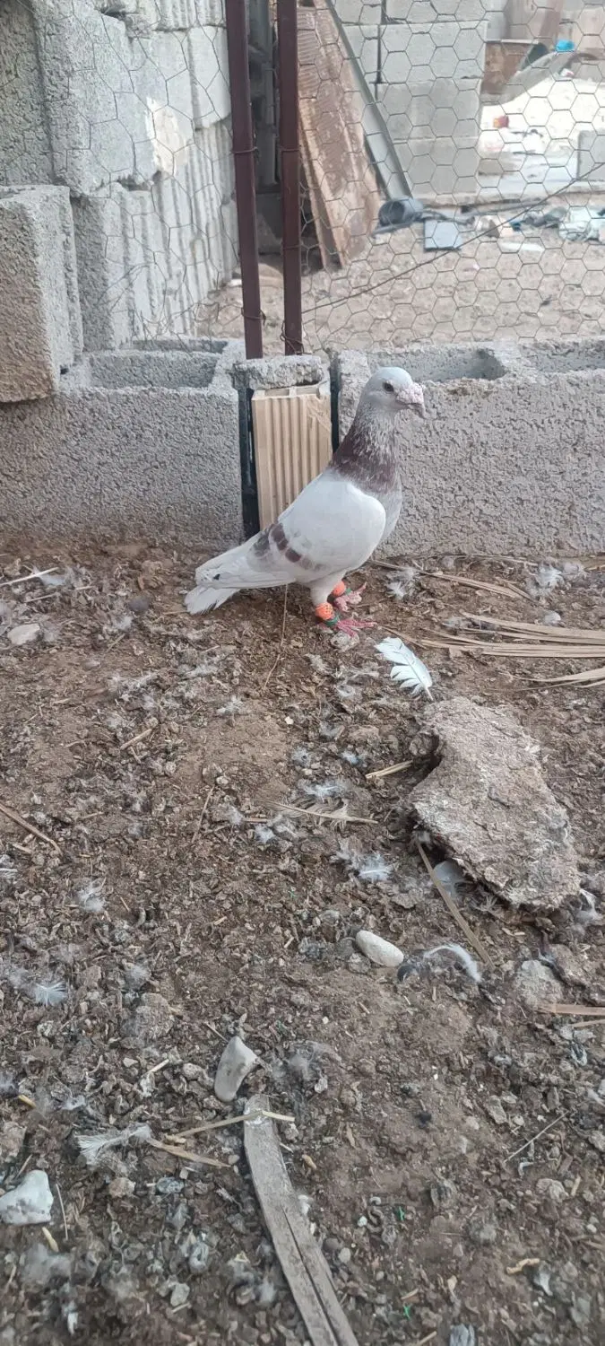 کبوتر|پرنده|چغادک, |دیوار