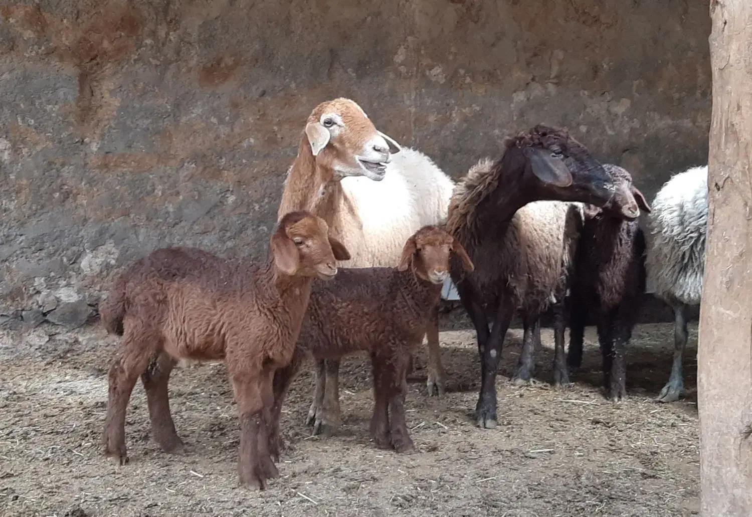 میش بره دار . دوقلو|حیوانات مزرعه|مشهد, وکیل‌آباد|دیوار